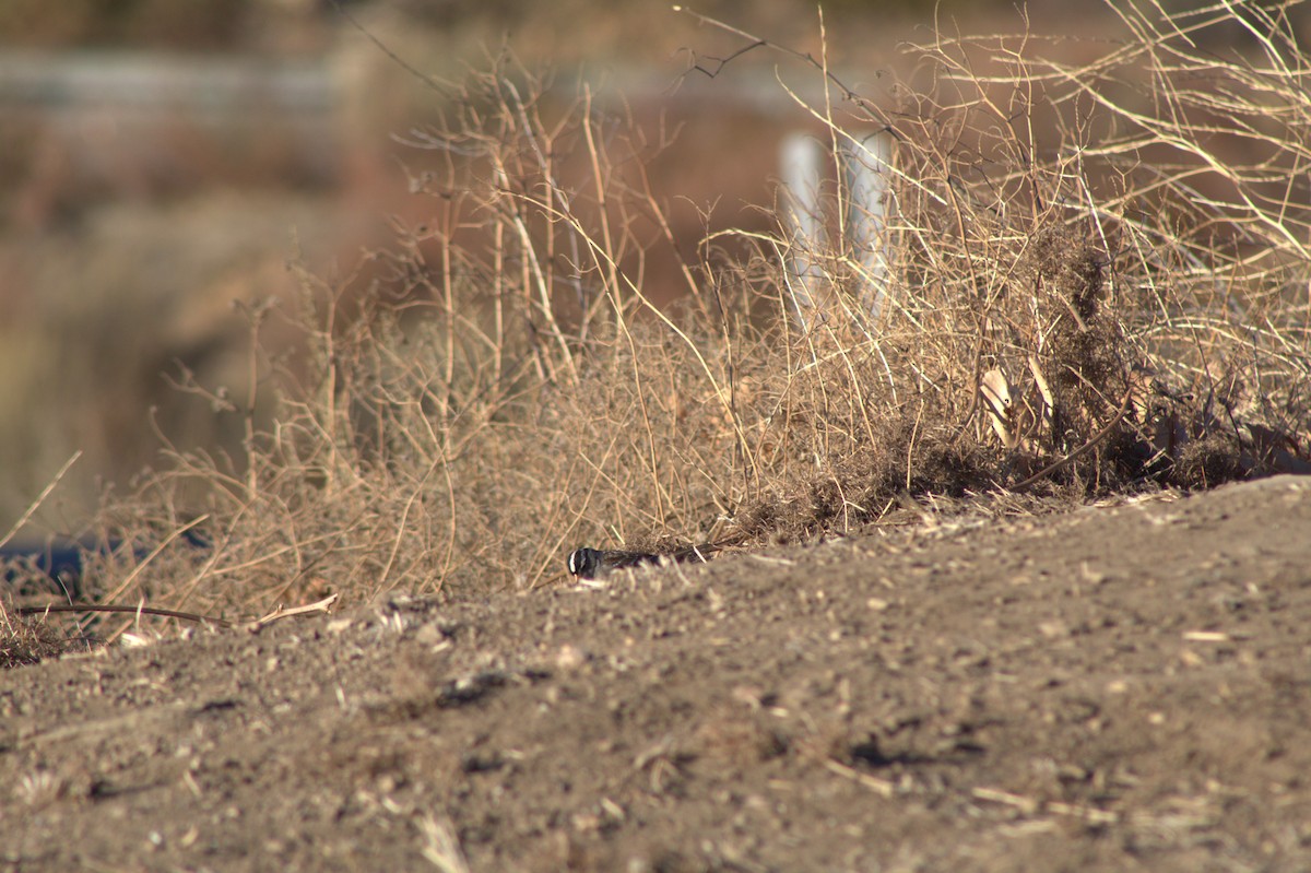 White-crowned Sparrow - ML629120715