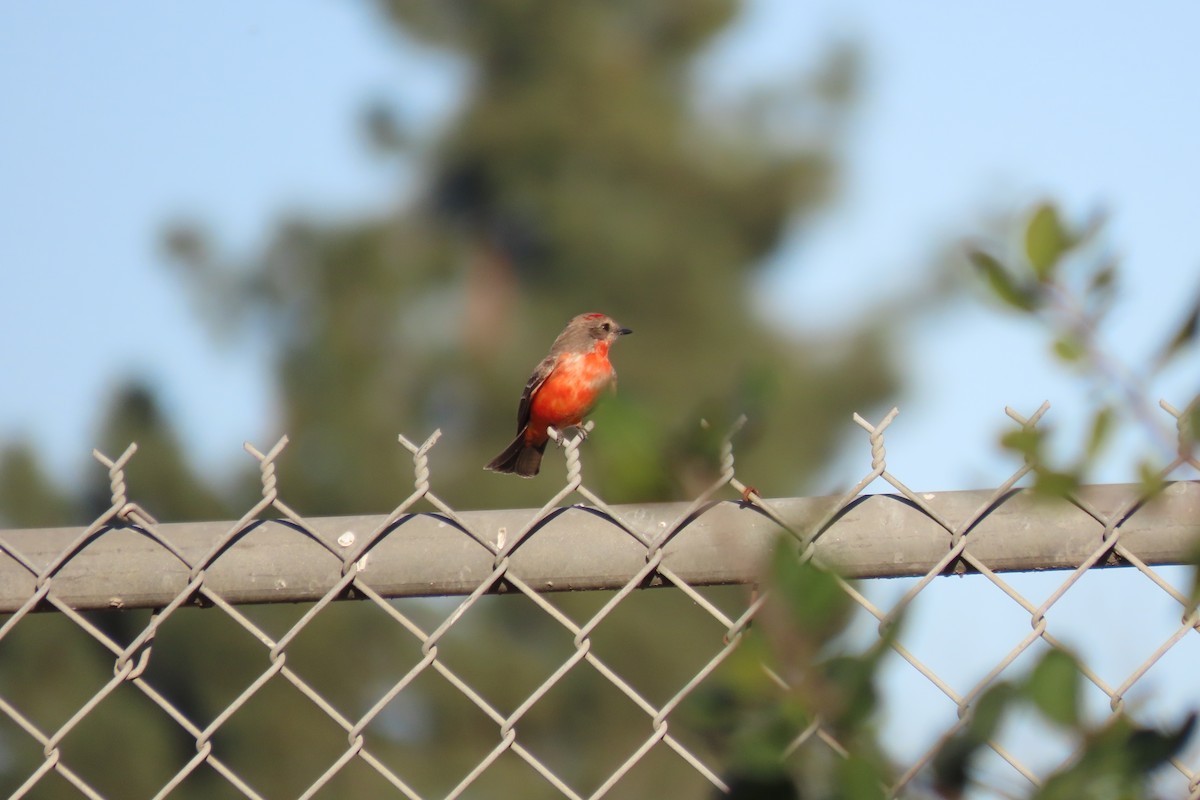 Vermilion Flycatcher - ML629120753