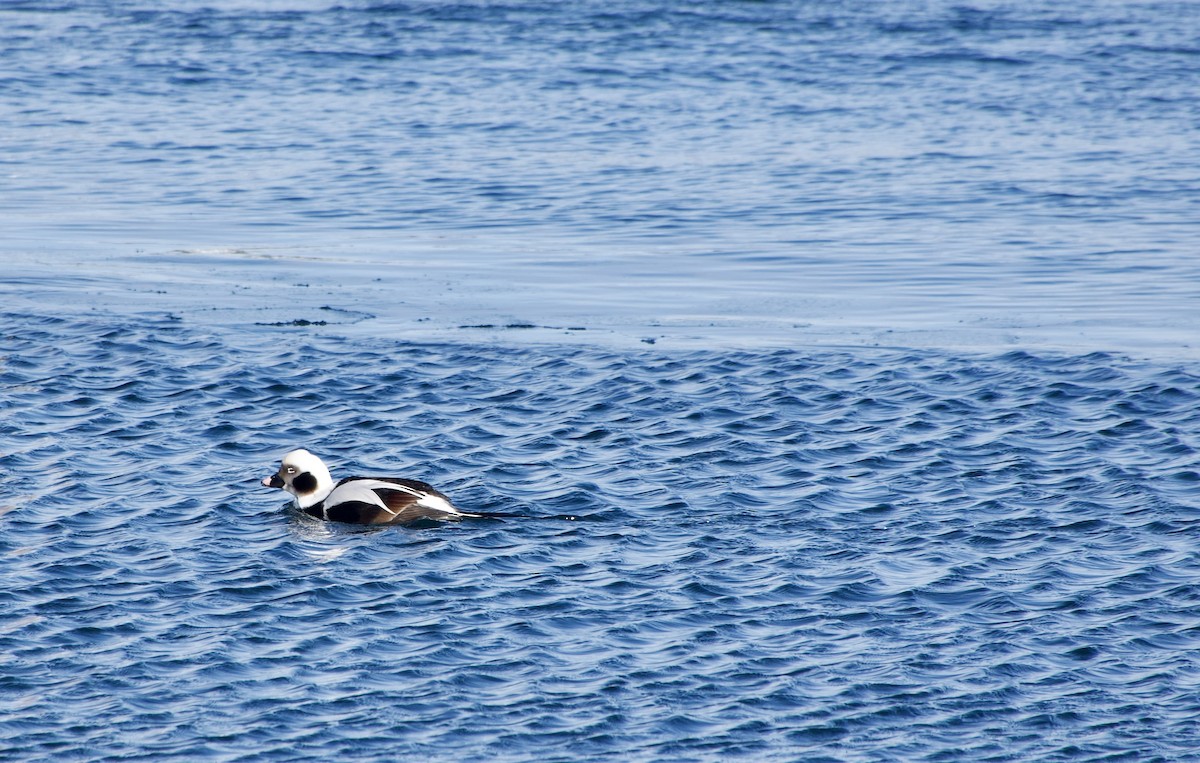 Long-tailed Duck - ML629120765