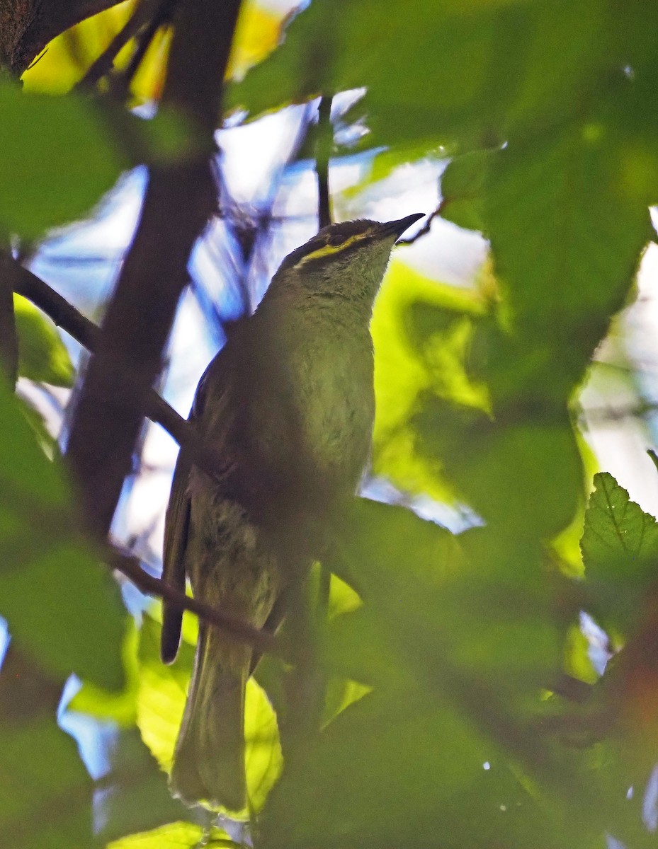 Yellow-faced Honeyeater - ML629120767