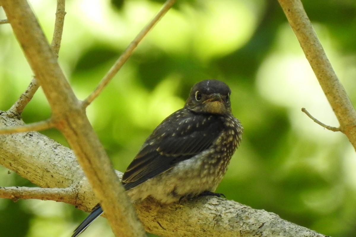 Eastern Bluebird - ML629120791