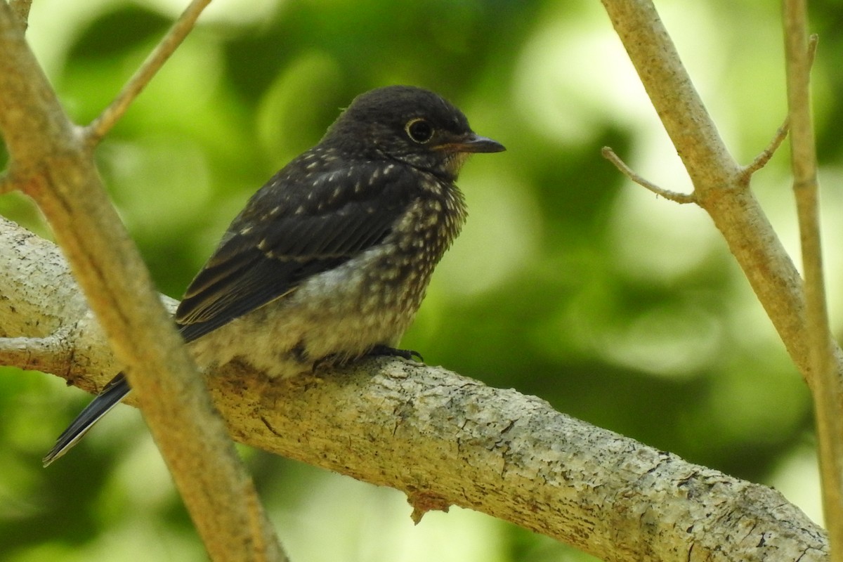 Eastern Bluebird - ML629120792