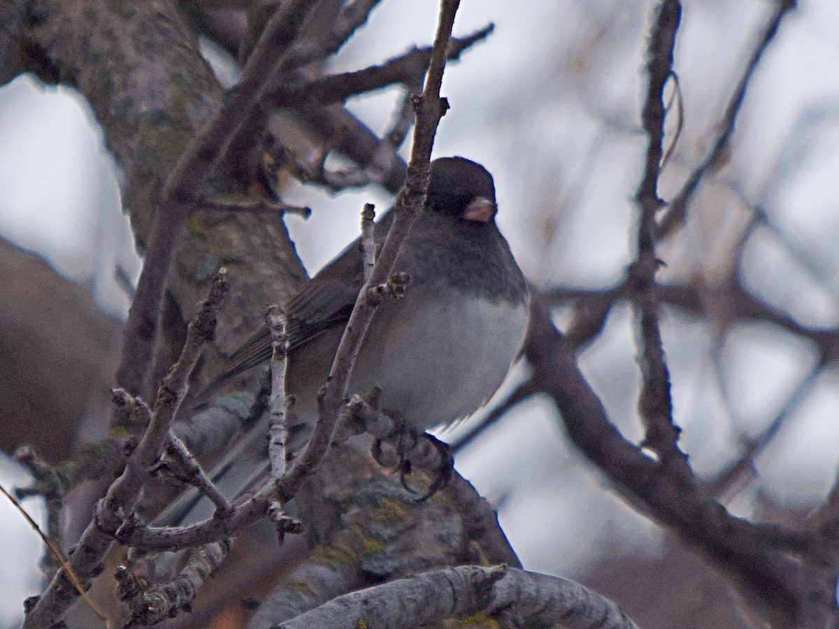 Dark-eyed Junco - ML629120793