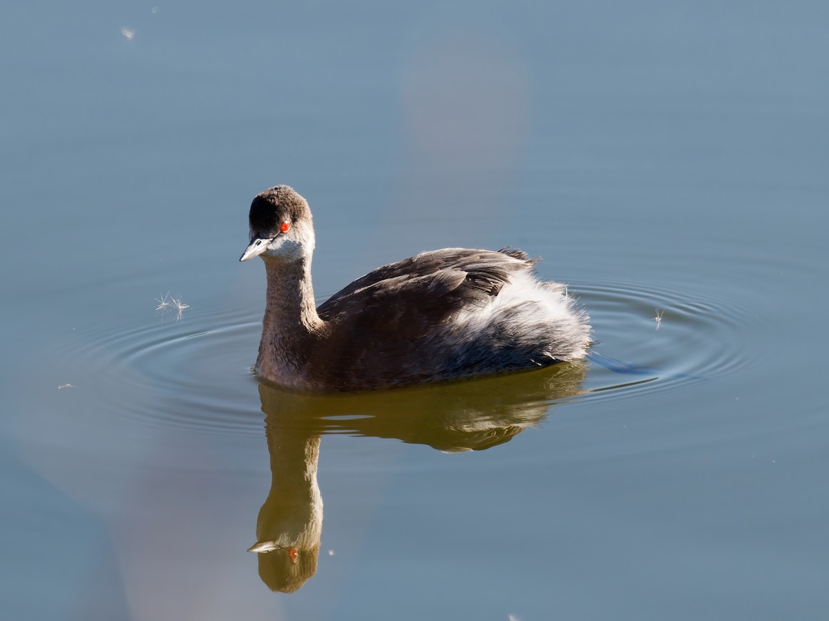 Eared Grebe - ML629120797