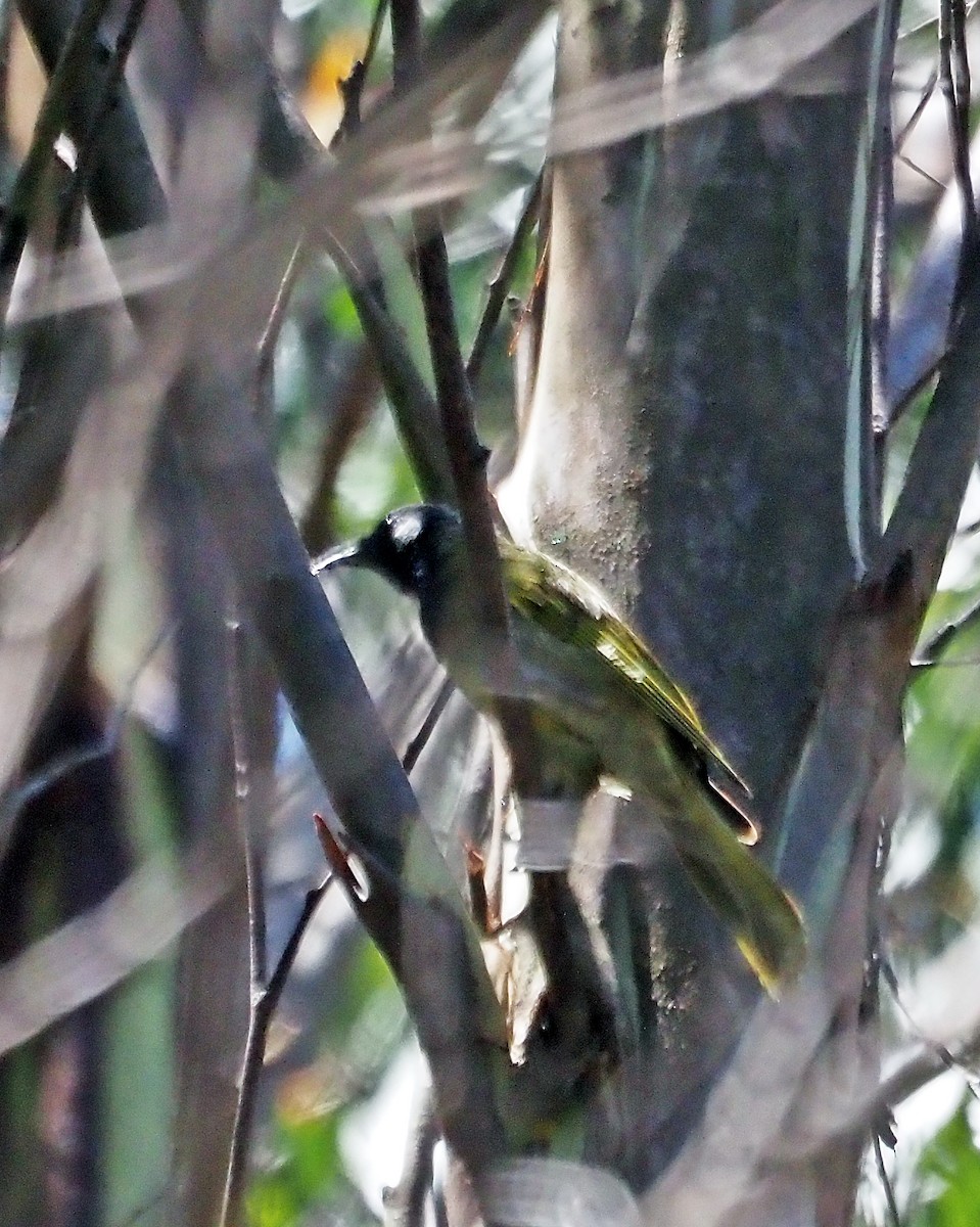 White-eared Honeyeater - ML629120815