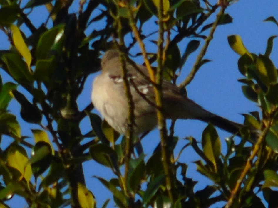 חקיינית צפונית - ML629120825