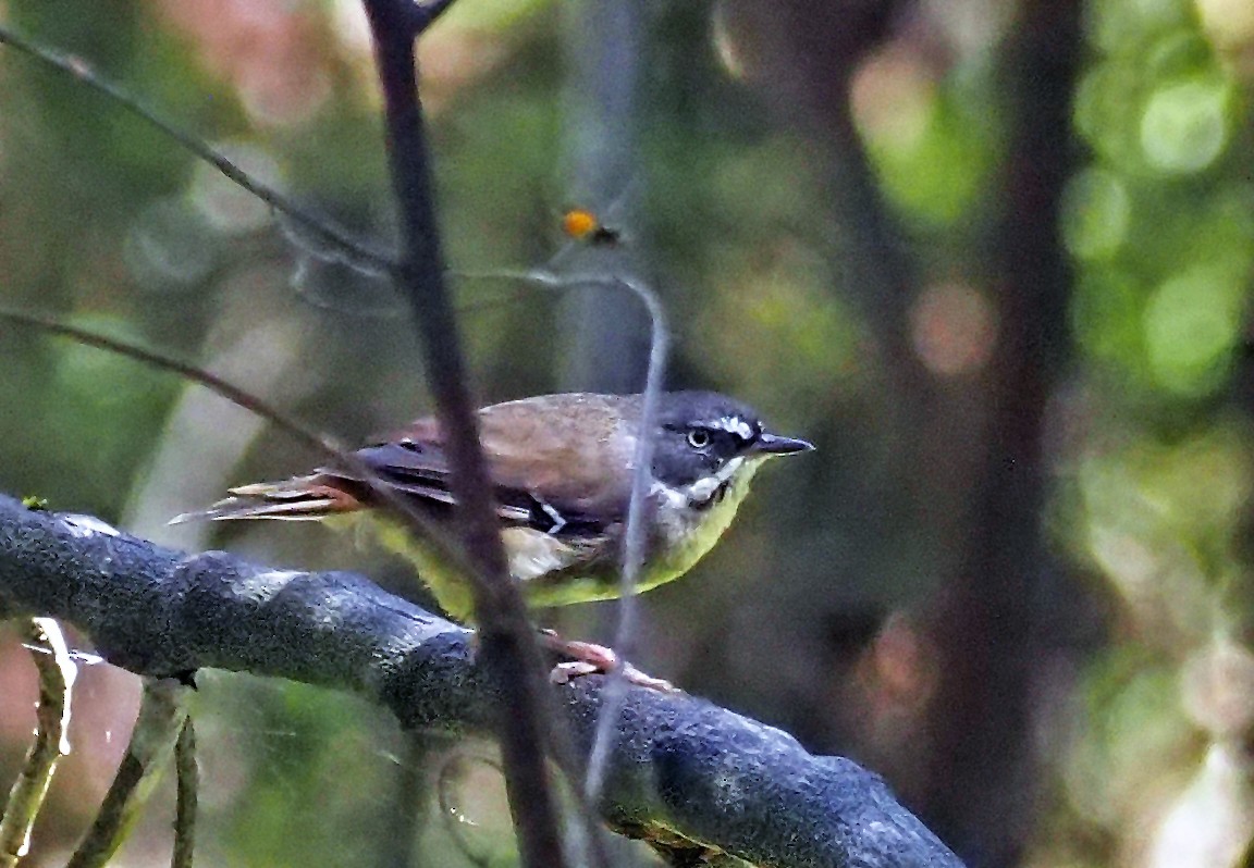 White-browed Scrubwren - ML629120837