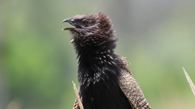 Pheasant Coucal (Pheasant) - ML629120850