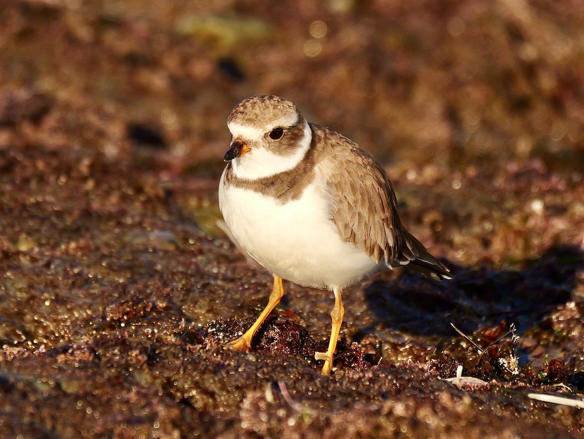 Semipalmated Plover - ML629120876