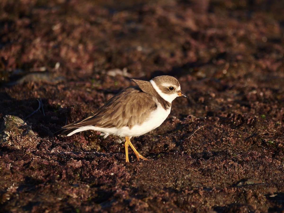 Semipalmated Plover - ML629120877