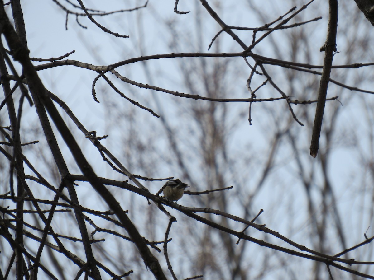 Black-capped Chickadee - ML629120892