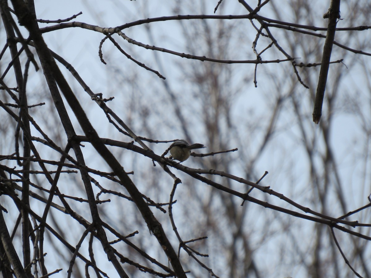 Black-capped Chickadee - ML629120893