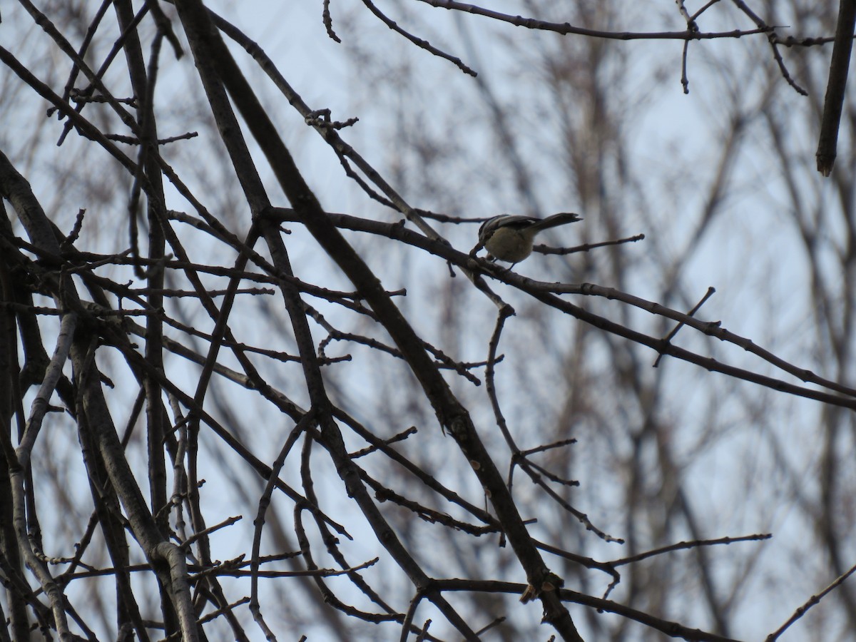 Black-capped Chickadee - ML629120906