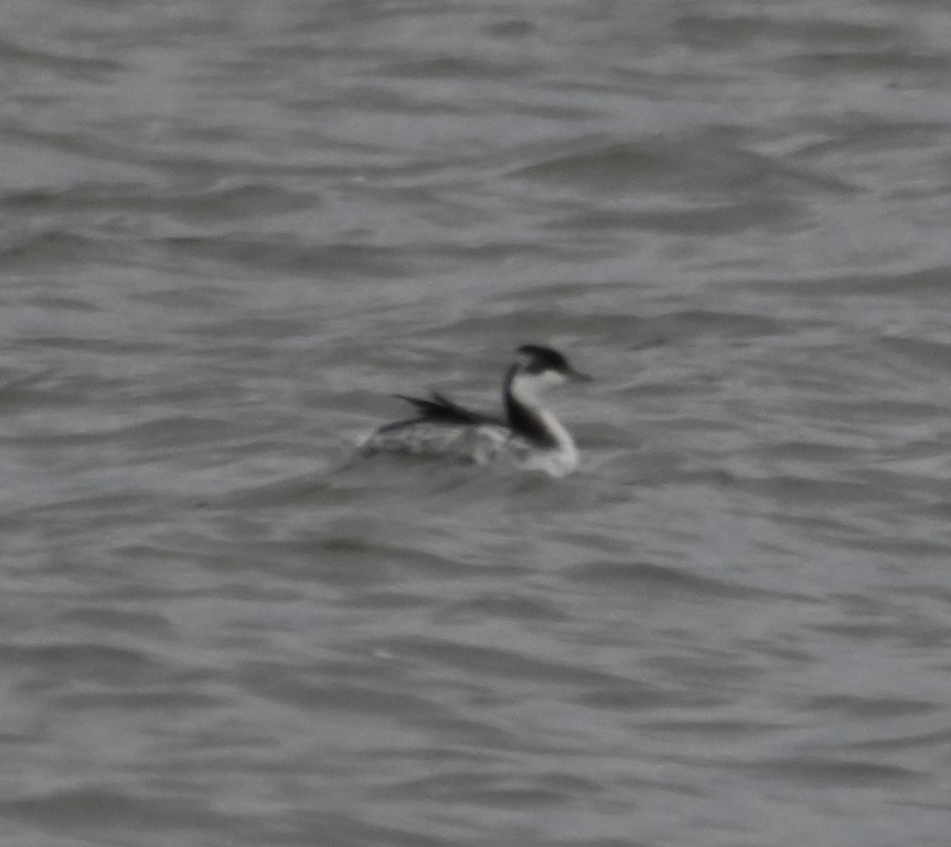 Horned Grebe - ML629120937