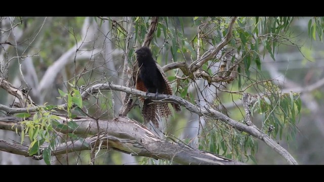 Pheasant Coucal (Pheasant) - ML629120946
