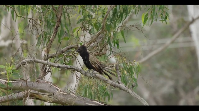 Pheasant Coucal (Pheasant) - ML629120947