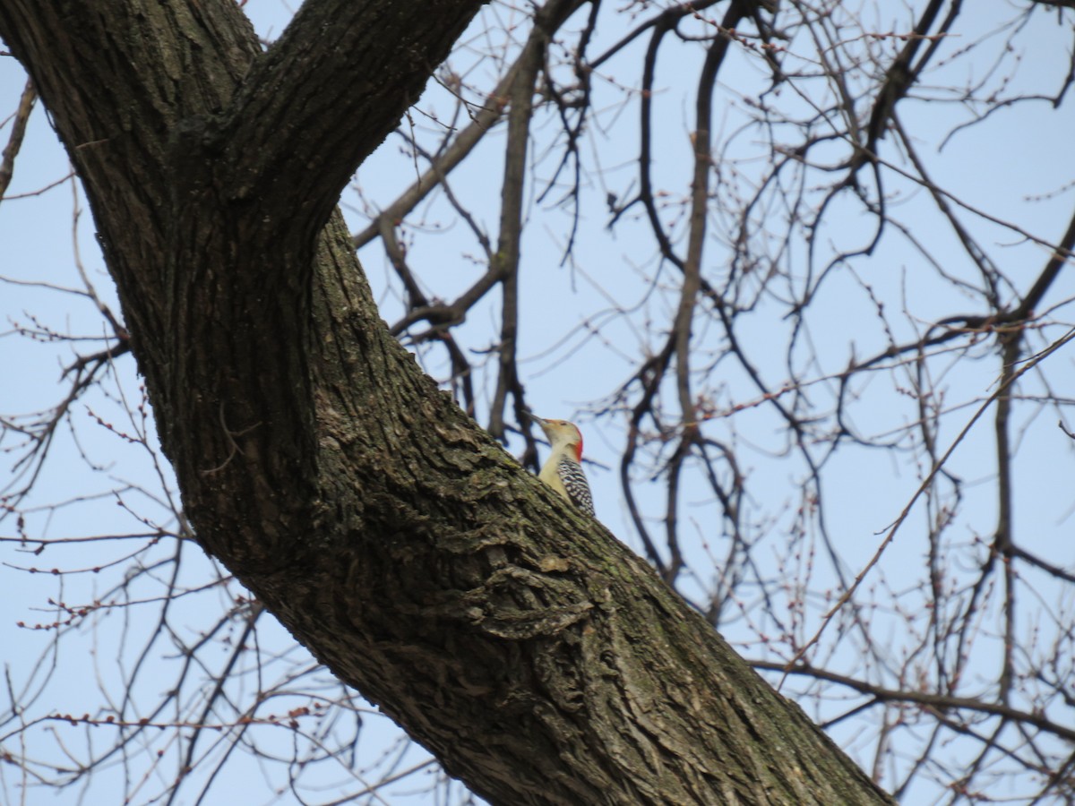 Red-bellied Woodpecker - ML629120984