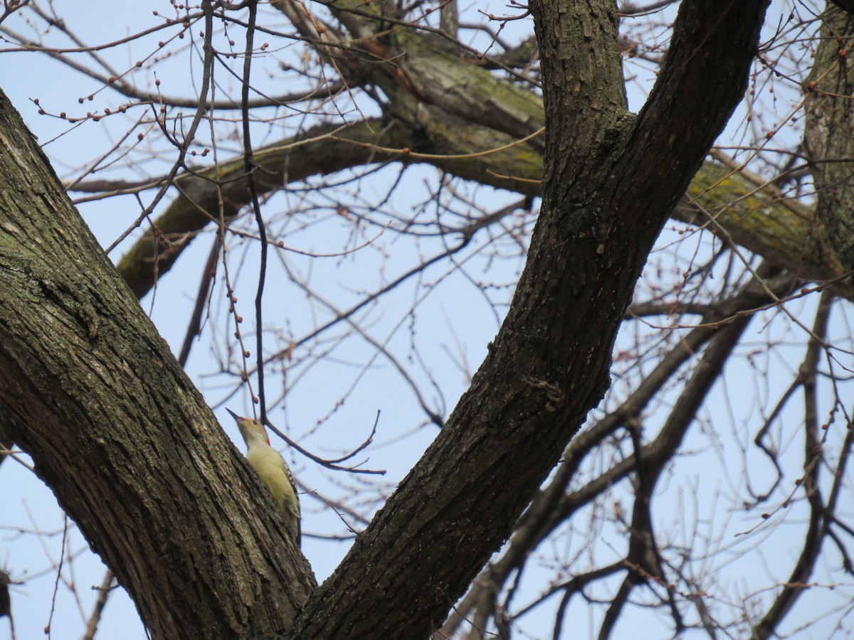 Red-bellied Woodpecker - ML629120986