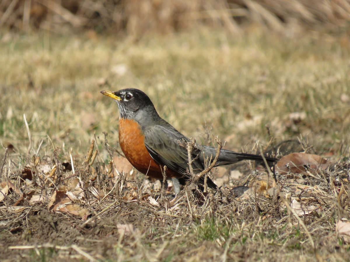 American Robin - ML629120987