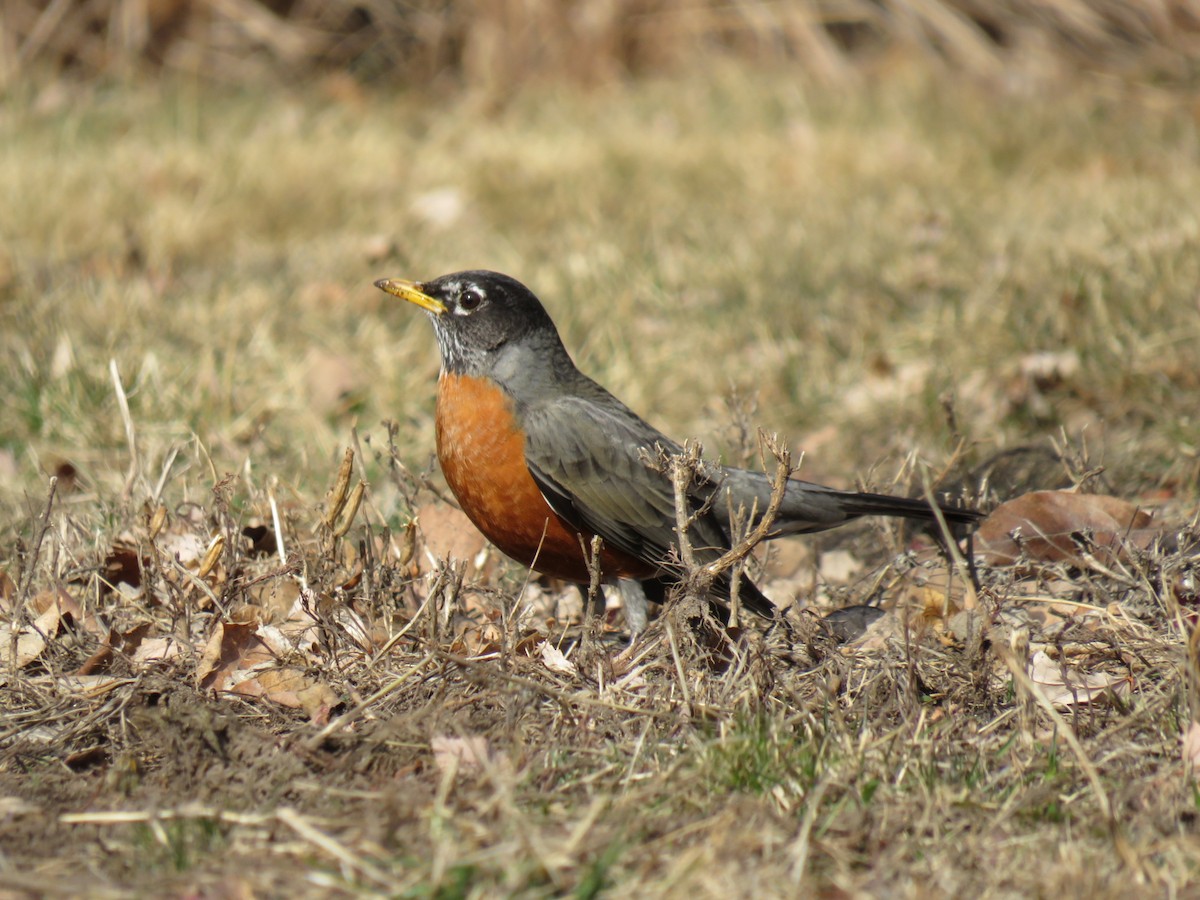 American Robin - ML629120988