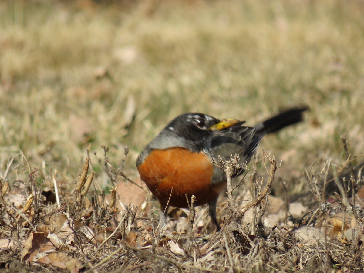 American Robin - ML629120989