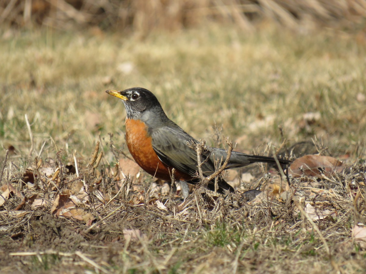 American Robin - ML629120990