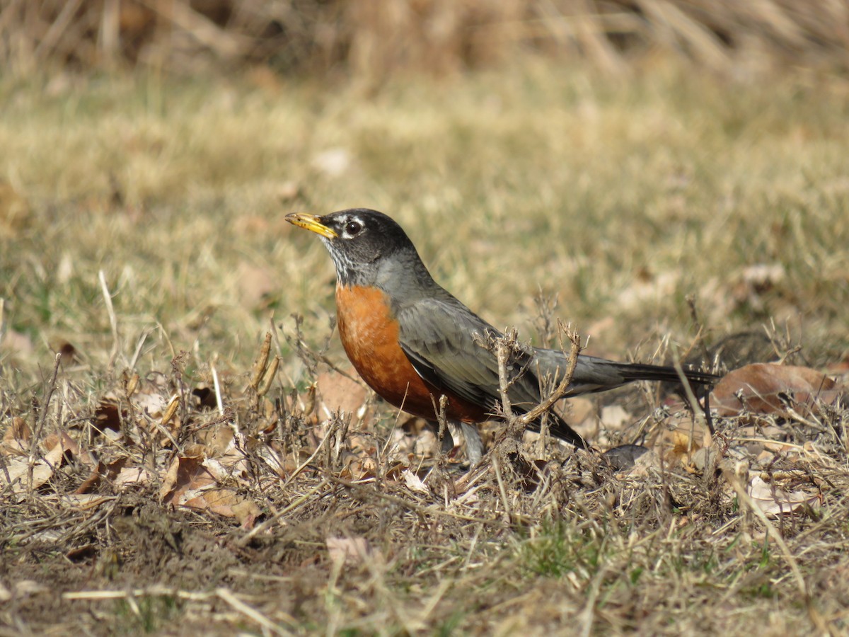 American Robin - ML629120991