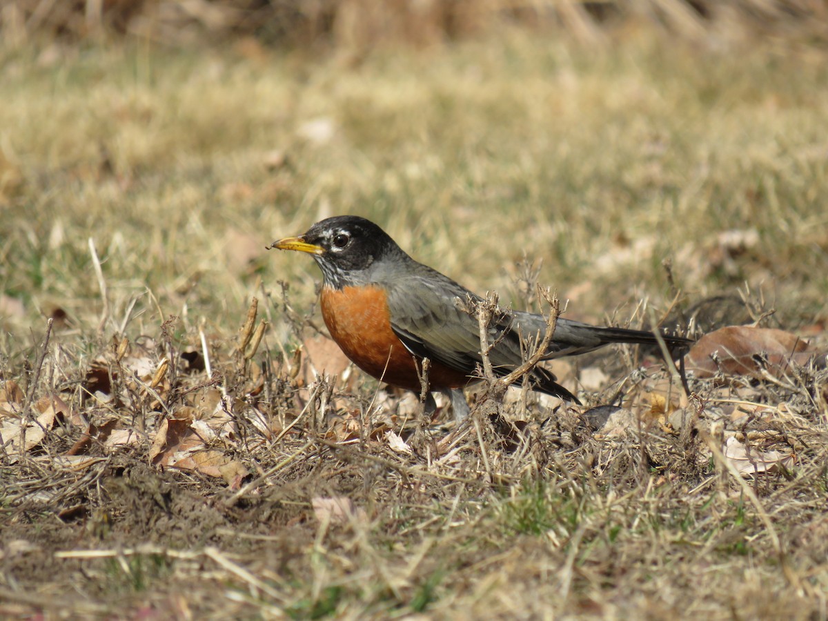 American Robin - ML629120992