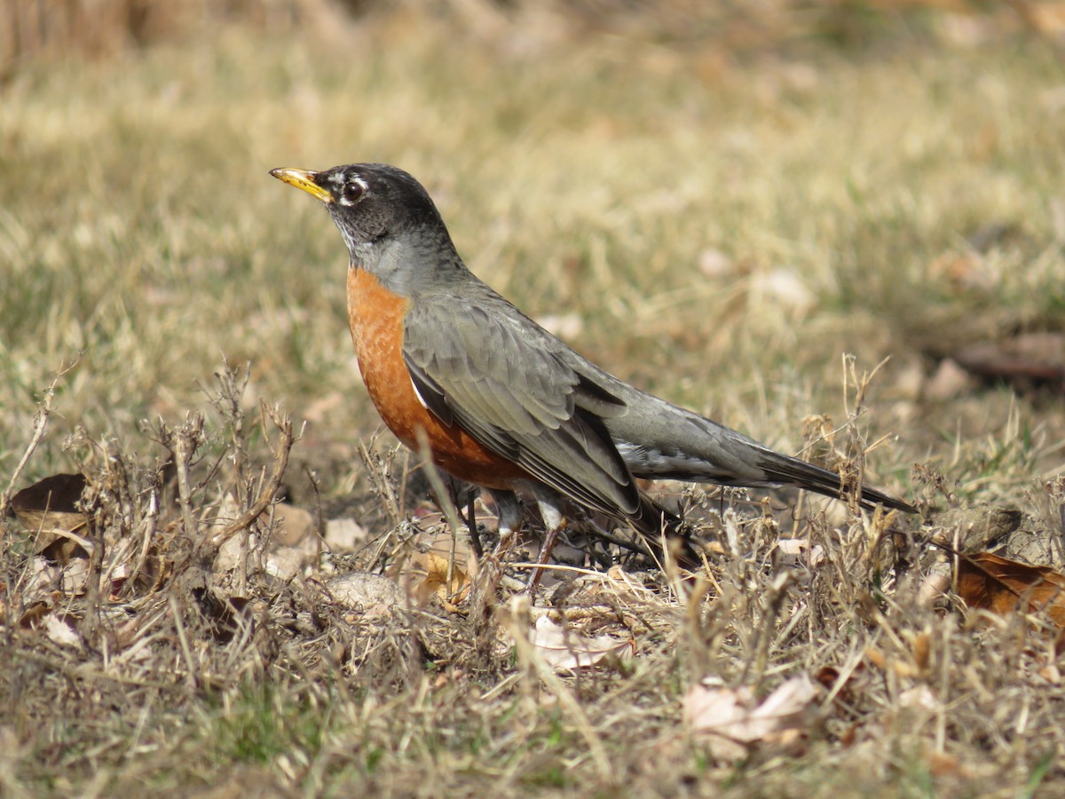 American Robin - ML629120993