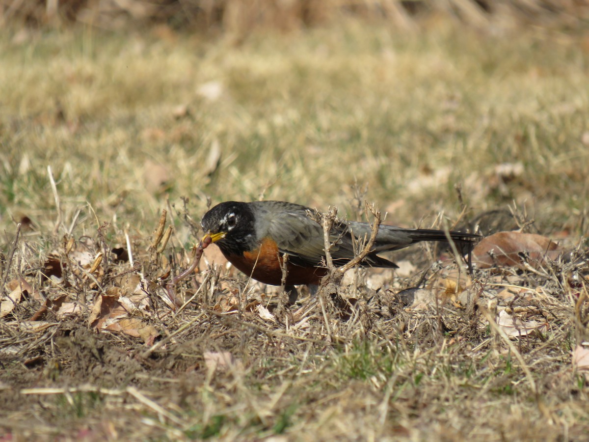 American Robin - ML629120994