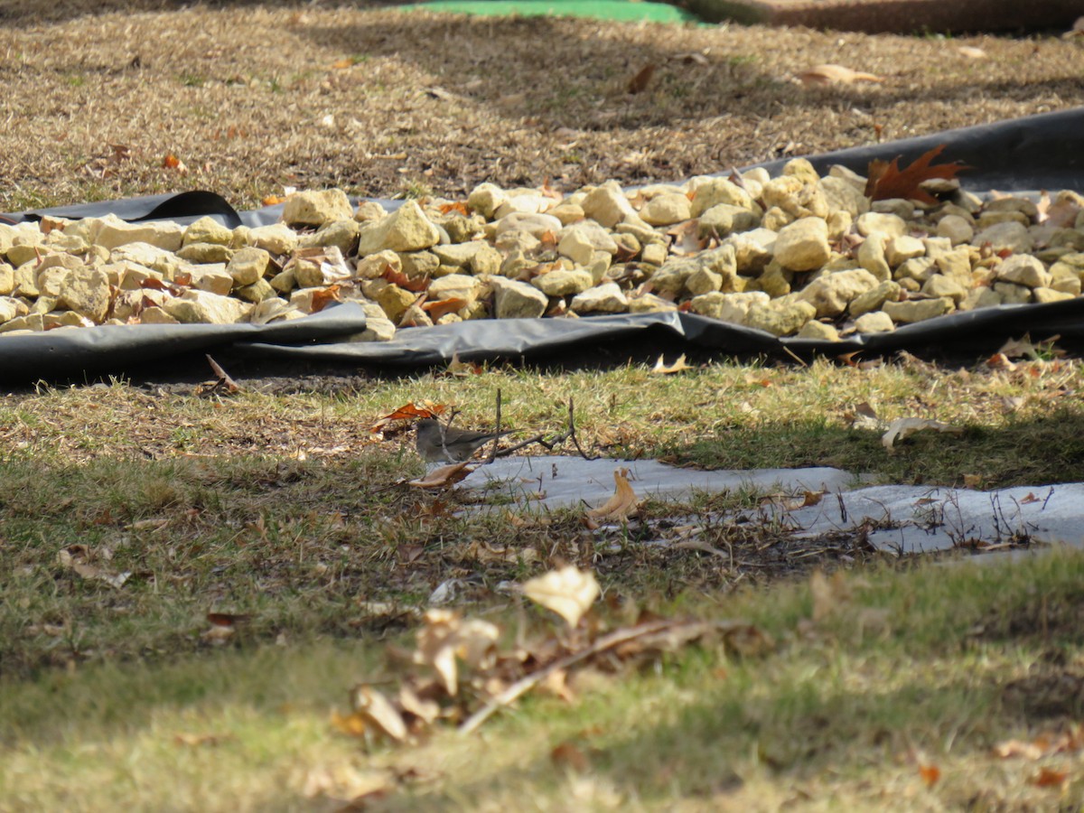 Dark-eyed Junco - ML629120998