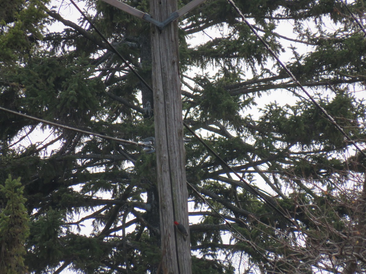 Red-bellied Woodpecker - ML629120999