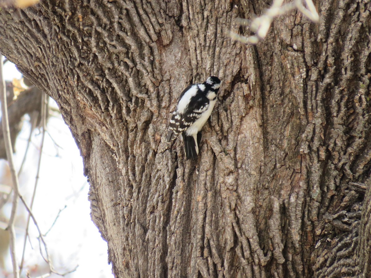 Downy Woodpecker - ML629121001