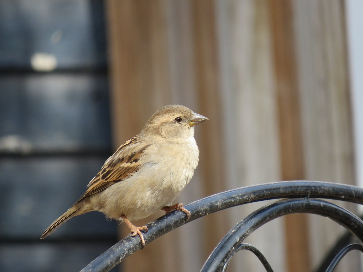 House Sparrow - ML629121038