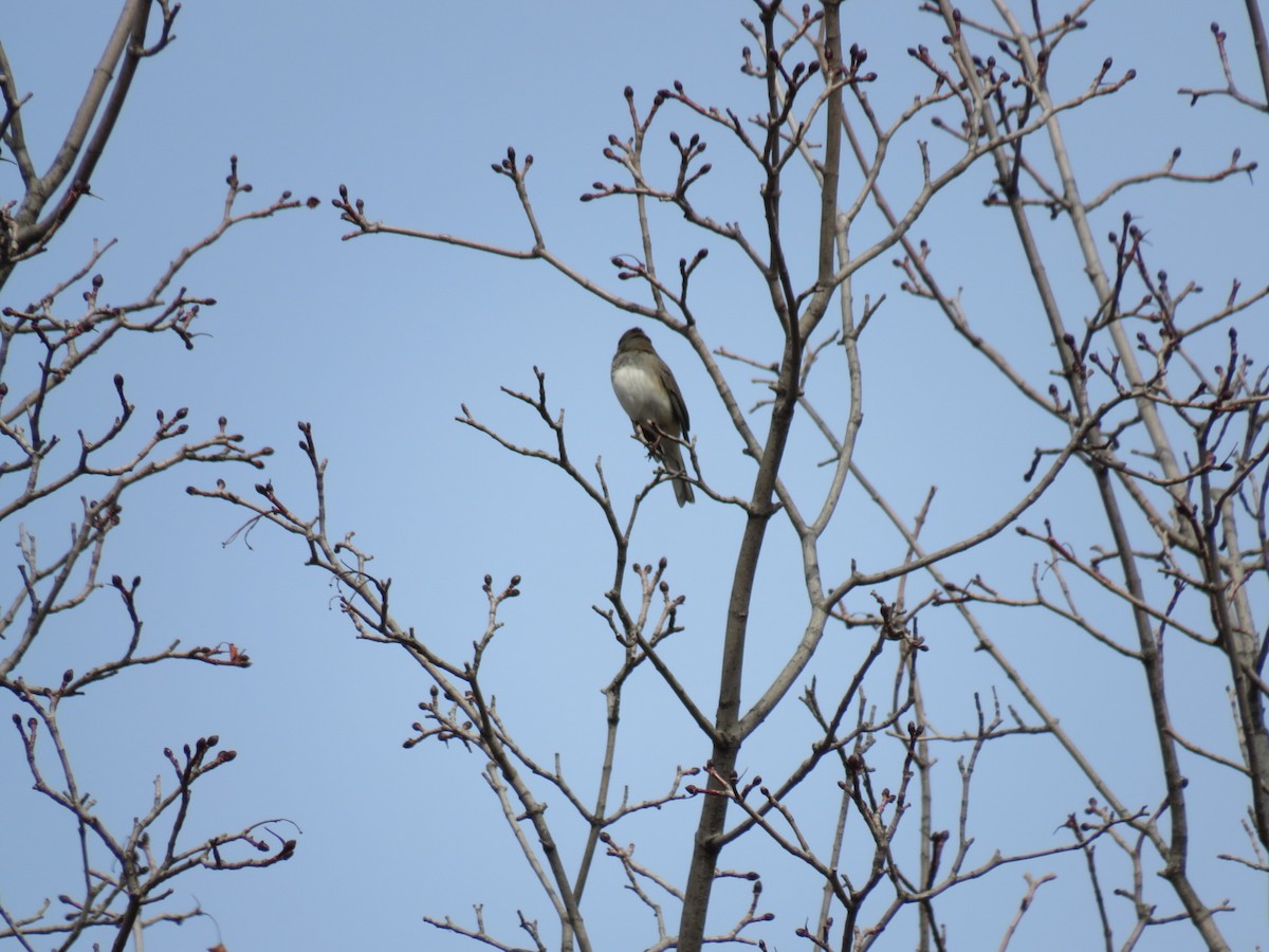 Dark-eyed Junco - ML629121041