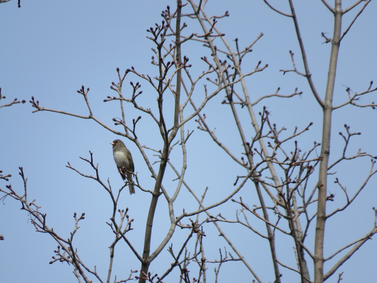 Dark-eyed Junco - ML629121042