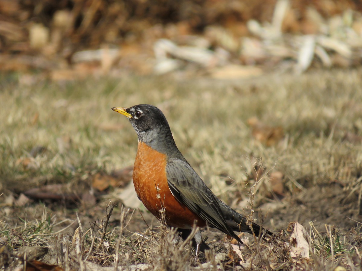 American Robin - ML629121044