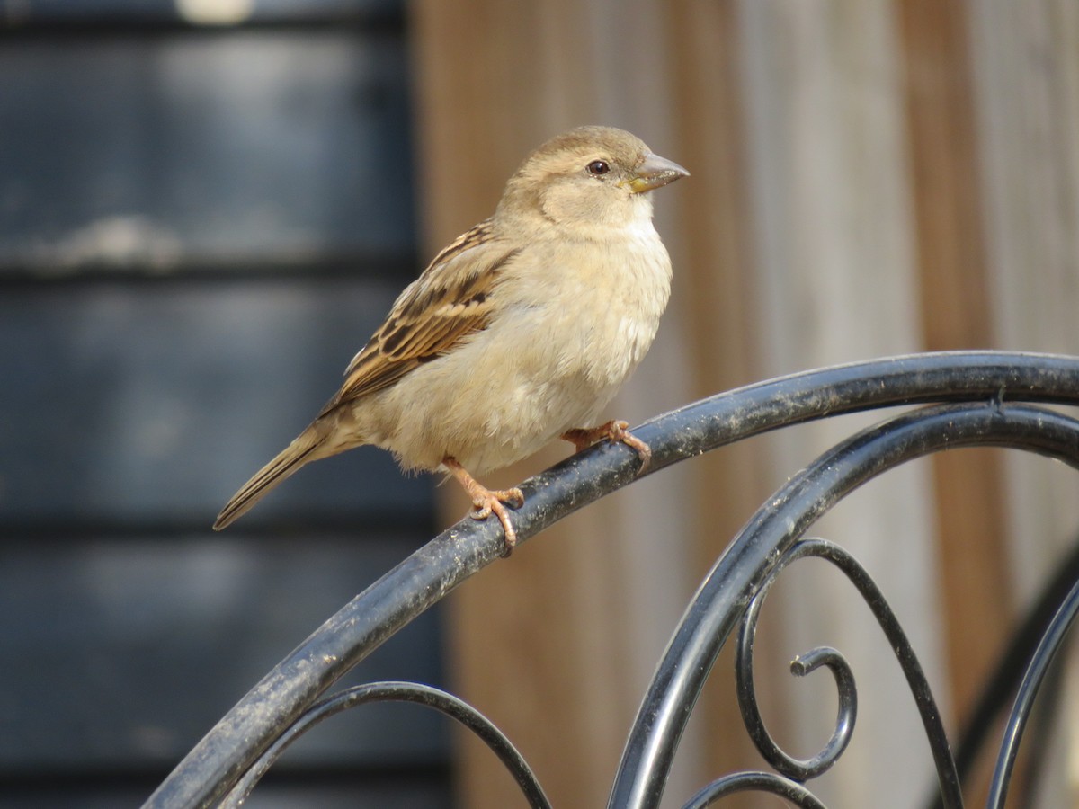 House Sparrow - ML629121046