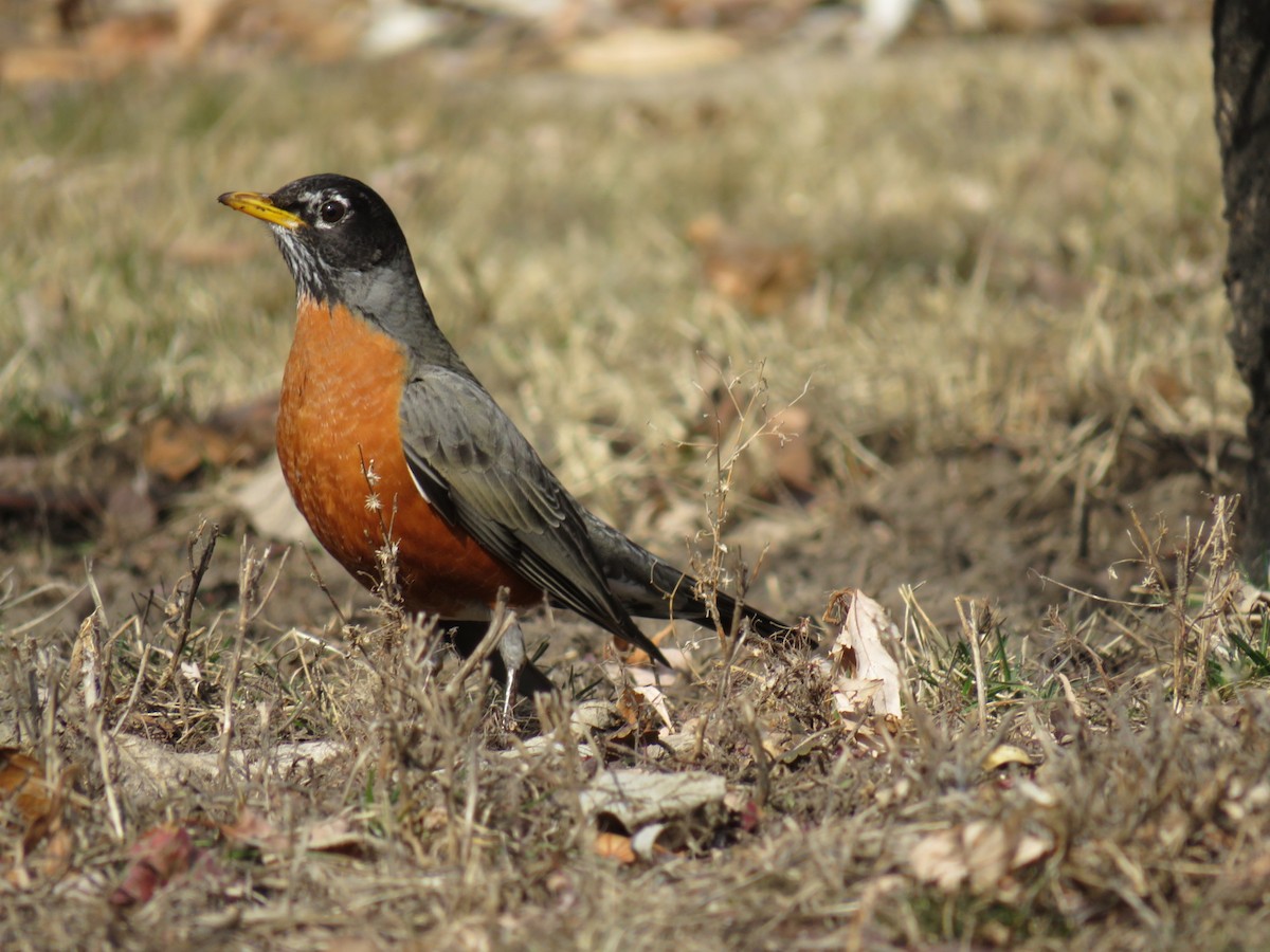 American Robin - ML629121047