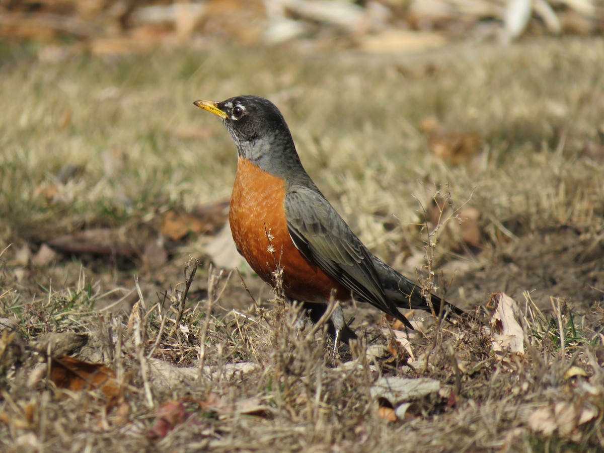 American Robin - ML629121048