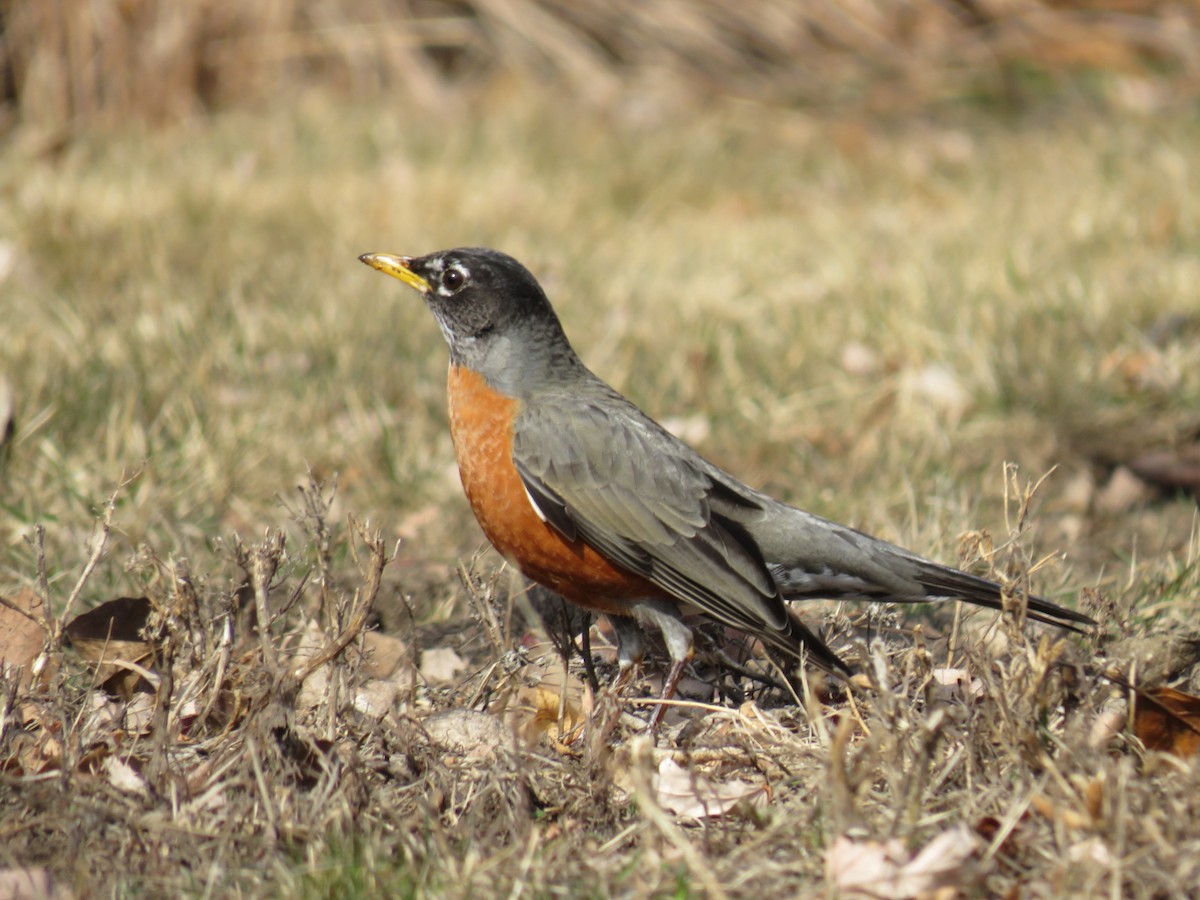 American Robin - ML629121049