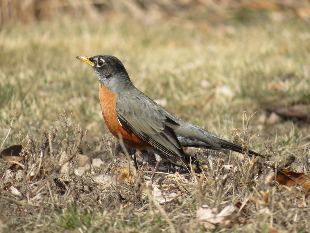 American Robin - ML629121050