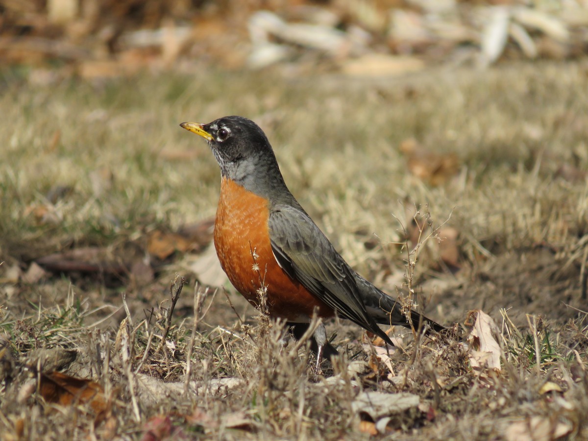 American Robin - ML629121051