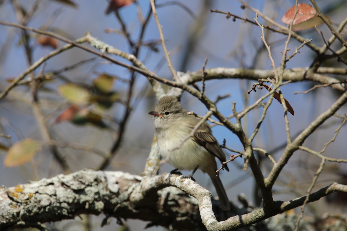 Northern Beardless-Tyrannulet - ML629121068