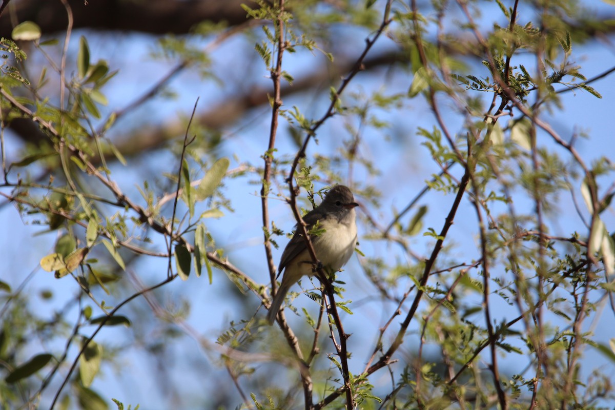 Northern Beardless-Tyrannulet - ML629121123