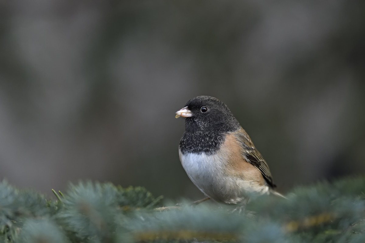 Dark-eyed Junco - ML629121124