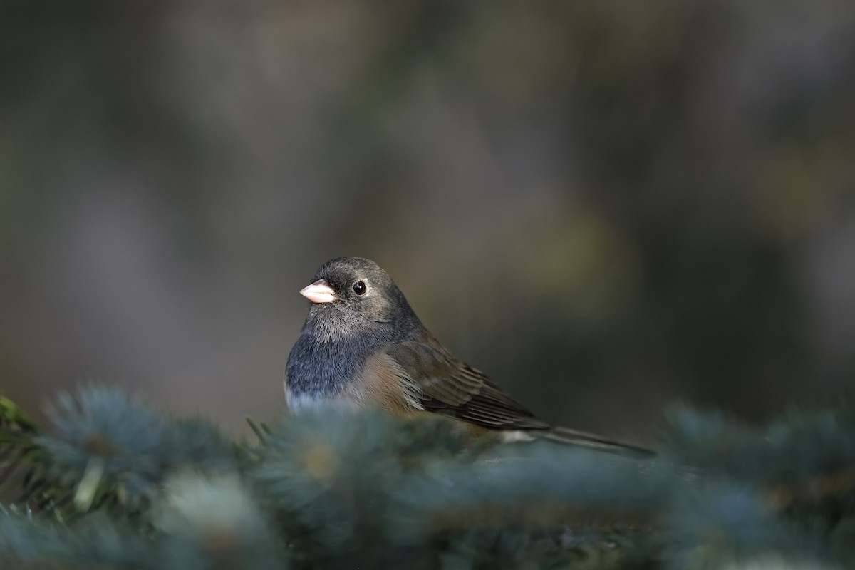 Dark-eyed Junco - ML629121125