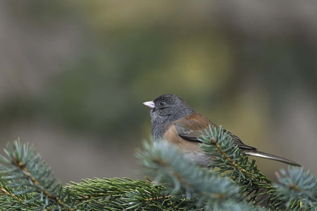 Dark-eyed Junco - ML629121126