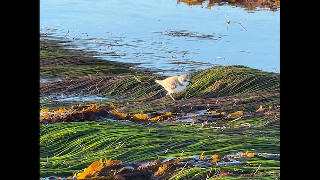 Snowy Plover - ML629121156
