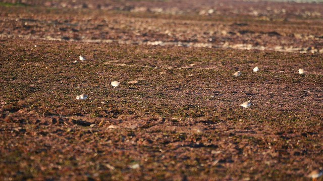 Snowy Plover - ML629121157